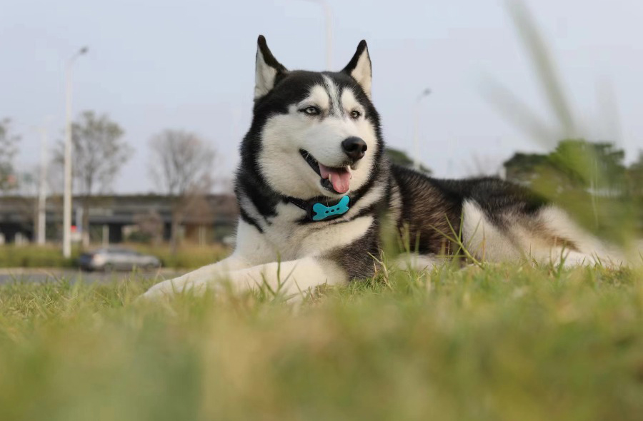 a dog wearing a bark collar is sitting on the glassland